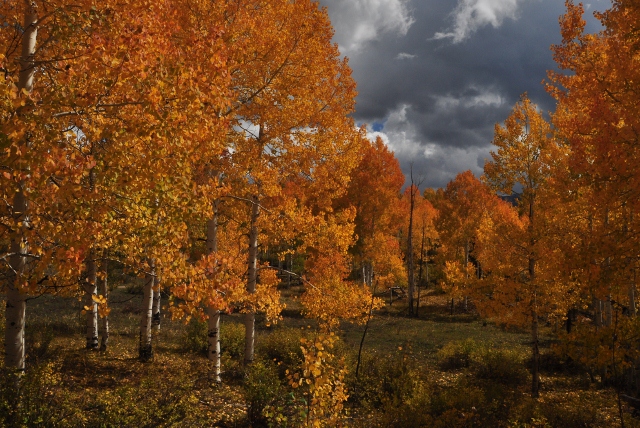 Big Al Trail with fall colors